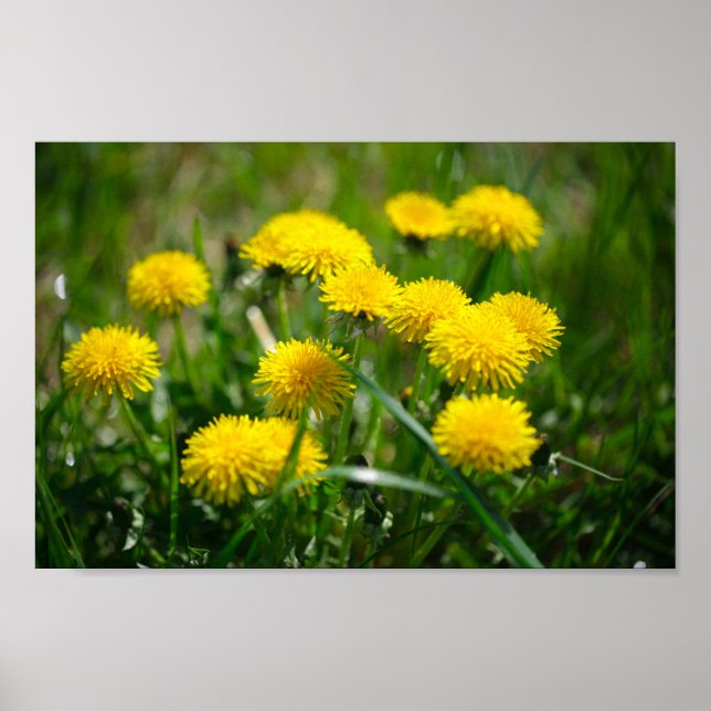 Dandelion Flowers Dandelions Yellow Green Poster (Front)