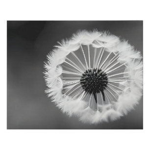 Dandelion fluff - black and white stylization faux canvas print