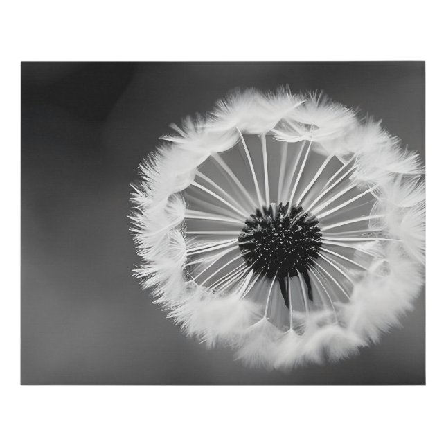 Dandelion fluff - black and white stylization faux canvas print (Front)