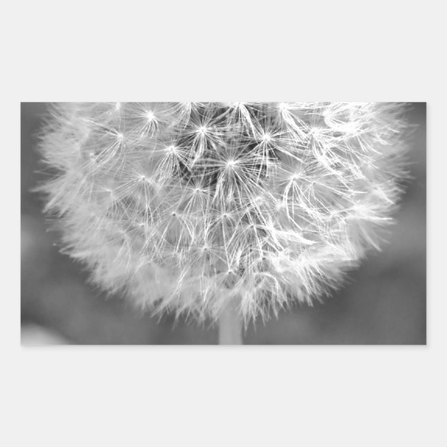 Dandelion Gone to Seed Rectangular Sticker (Front)