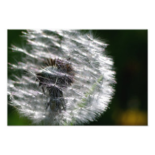 Dandelion Head Seed - Photo Print