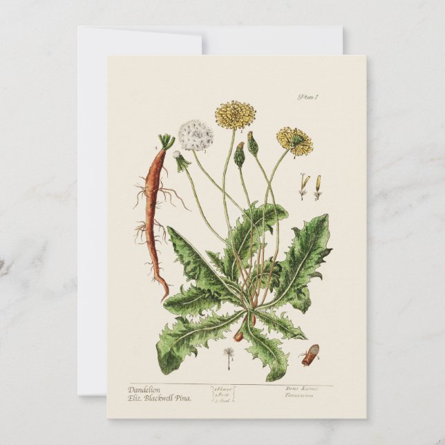 Dandelion  holiday card (Front)