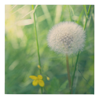 Dandelion in greenery with soft summer light faux canvas print