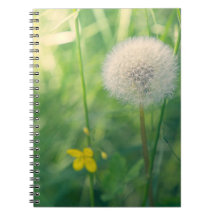 Dandelion in greenery with soft summer light
