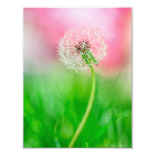 Dandelion in Spring Photo Print