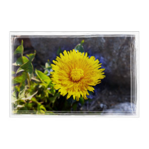 Dandelion in sunlight acrylic print