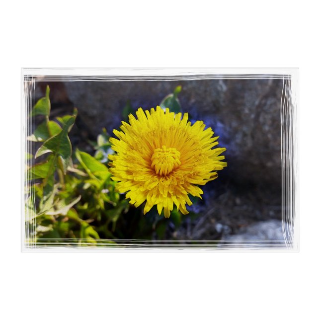 Dandelion in sunlight acrylic print (Front)
