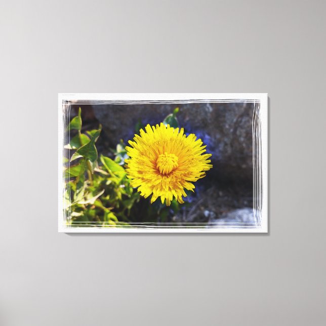 Dandelion in sunlight canvas print (Front)