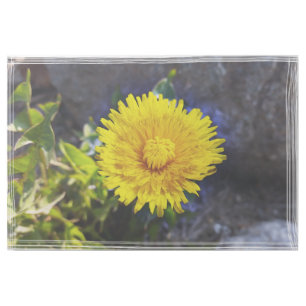 Dandelion in sunlight gallery wrap