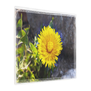 Dandelion in sunlight metal print