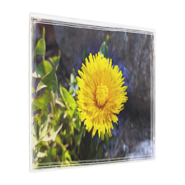Dandelion in sunlight metal print (Angled)