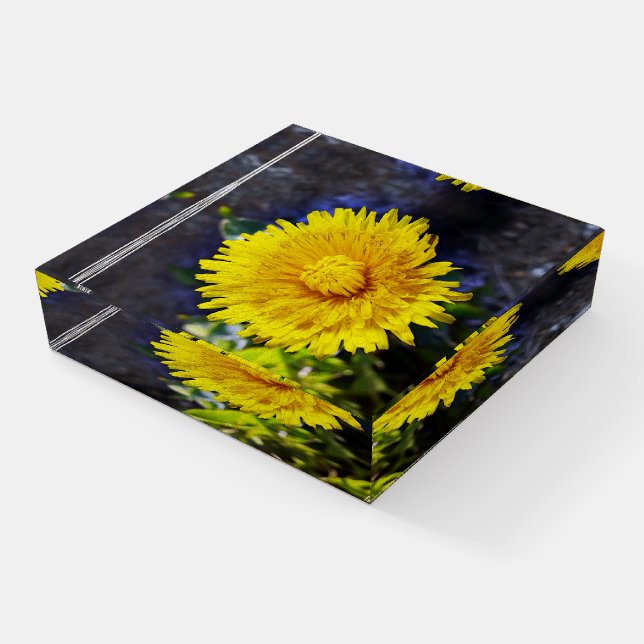 Dandelion in sunlight paperweight (Angled)