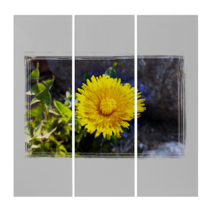 Dandelion in sunlight triptych