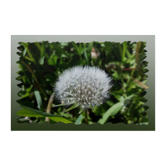 Dandelion in the grass acrylic print (Front)