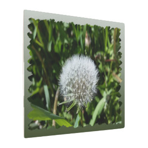 Dandelion in the grass metal print