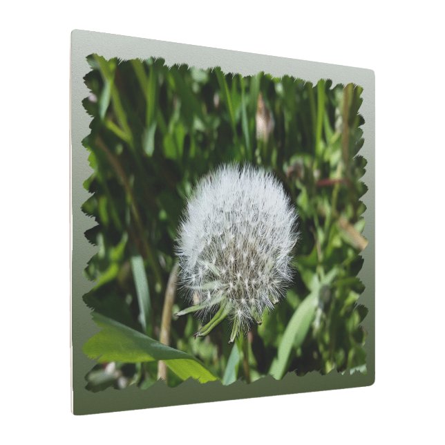 Dandelion in the grass metal print (Angled)