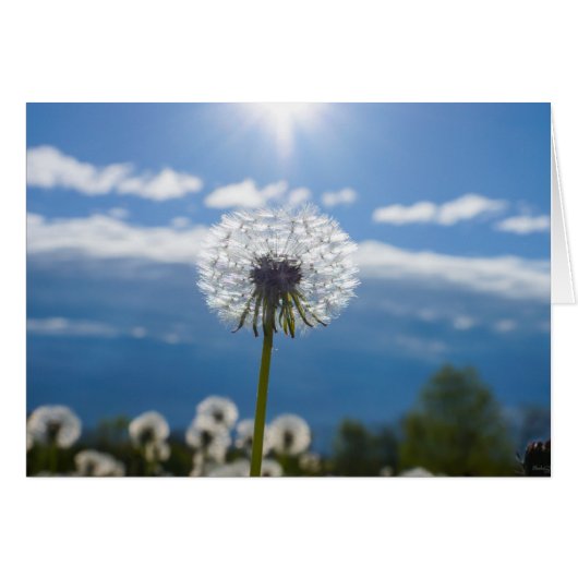 Dandelion In The Light Cards (Front Horizontal)