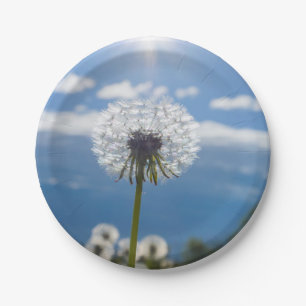 Dandelion In The Light Paper Plates