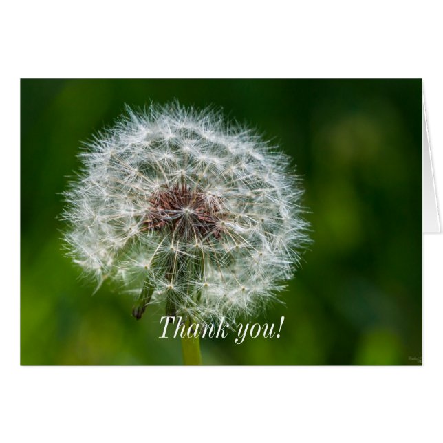 Dandelion In The Light Thank You Card (Front Horizontal)