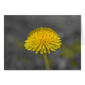 Dandelion / Isolated Color (Front Horizontal)