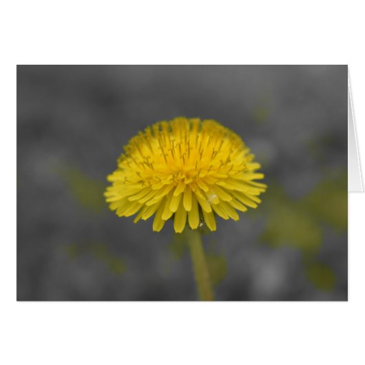 Dandelion / Isolated Color Cards (Front Horizontal)