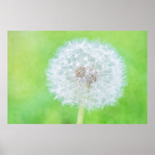 Dandelion - Just Woke Up Beauty Poster
