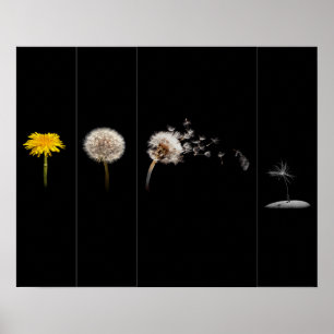 Dandelion Life Cycle Poster/Print Poster