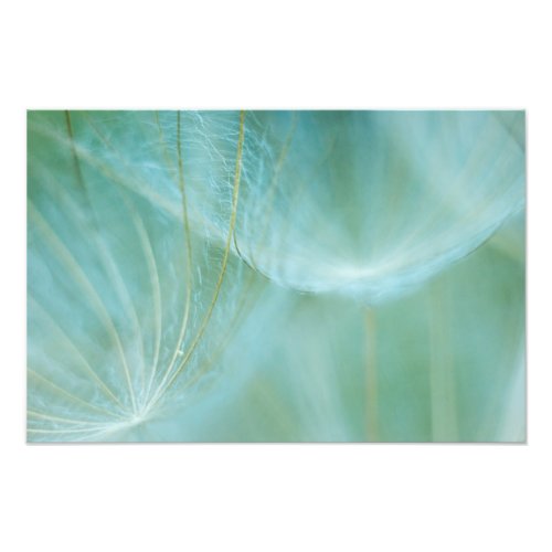 Dandelion macro photo print