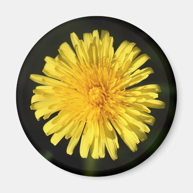 Dandelion Magnet (Front)