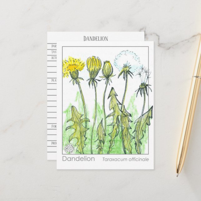 Dandelion Materia Medica Herbal Plant Study Card (Front/Back In Situ)