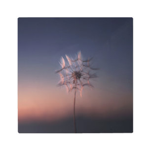Dandelion Metal Print