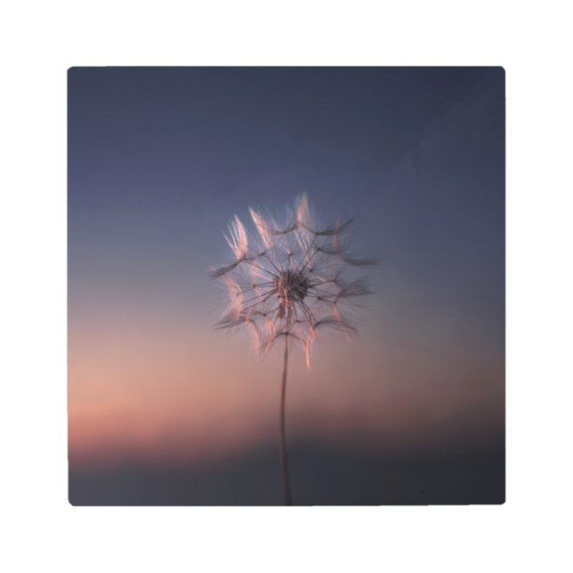 Dandelion Metal Print (Front)