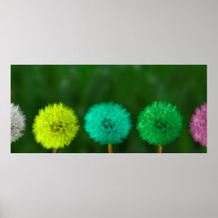 Dandelion multicoloured colored poster