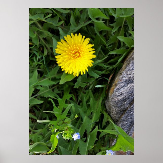 dandelion near rock poster (Front)