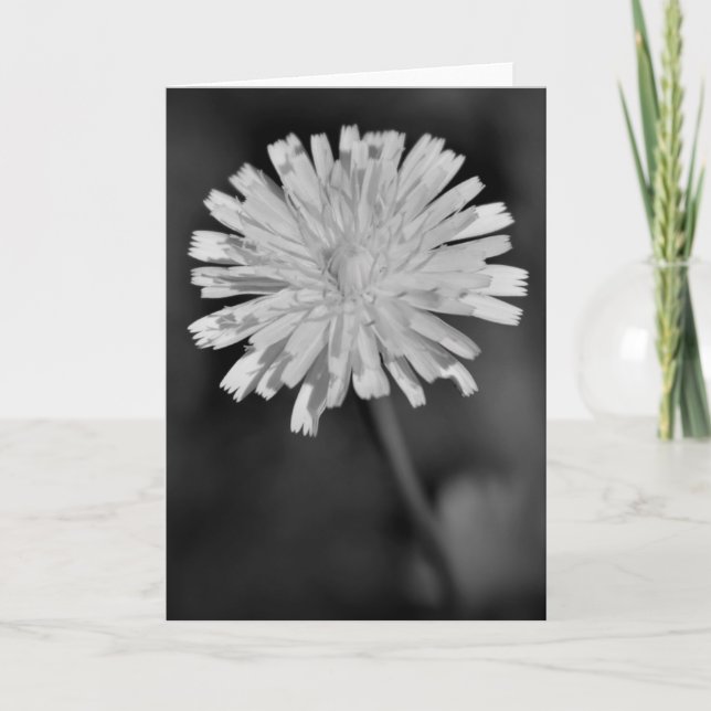 Dandelion / Noir, card (Front)