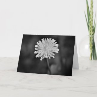 Dandelion / Noir, card
