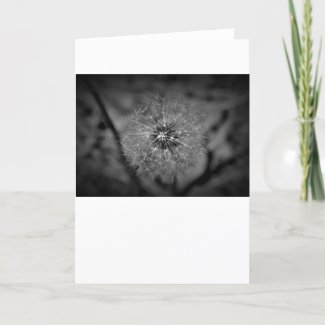 Dandelion - Noir, card