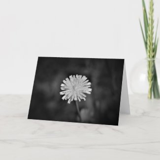 Dandelion / Noir, card
