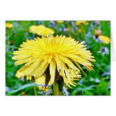 Dandelion On Field (Front Horizontal)