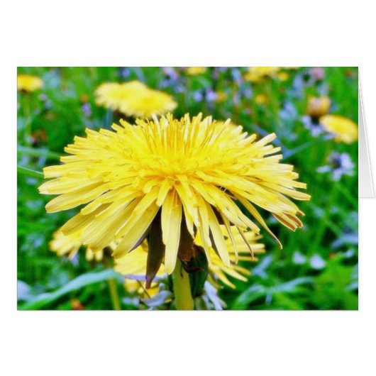 Dandelion On Field (Front Horizontal)