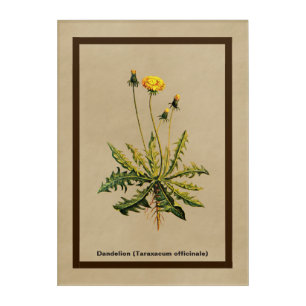 Dandelion On Old Paper Acrylic Print