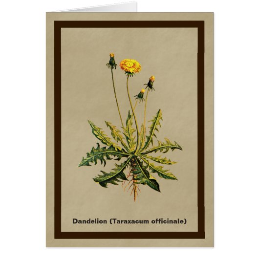 Dandelion On Old Paper Cards (Front)
