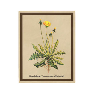 Dandelion On Old Paper Metal Print