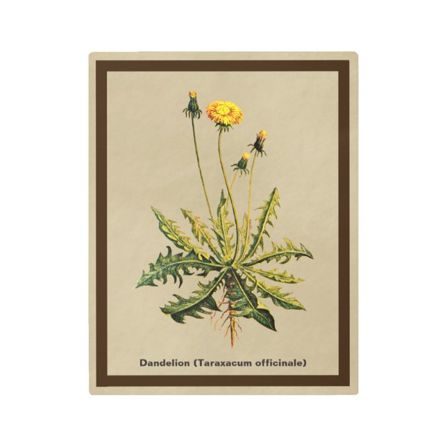 Dandelion On Old Paper Metal Print (Front)