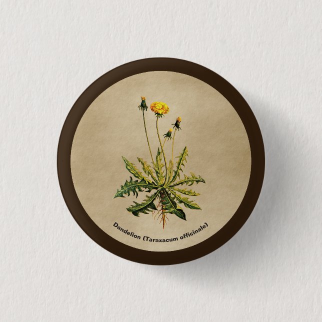 Dandelion On Old Paper Pinback Button (Front)