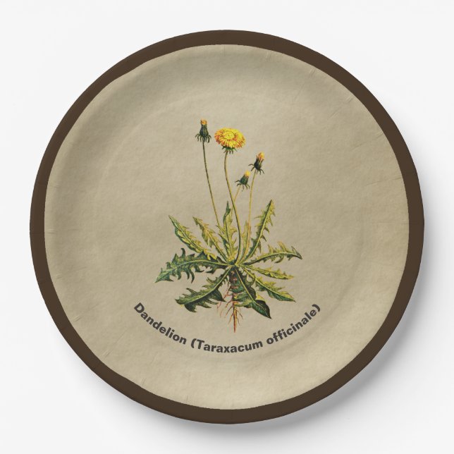 Dandelion On Old Paper Plates (Front)
