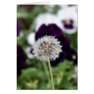 Dandelion & pansies greeting card