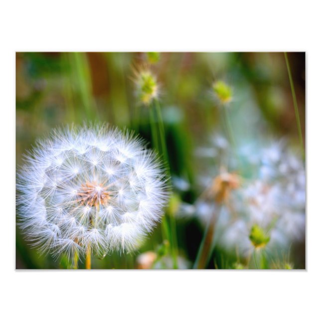 Dandelion Photo Print (Front)