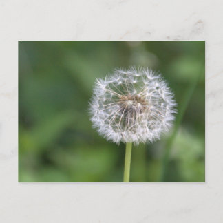 Dandelion Postcard