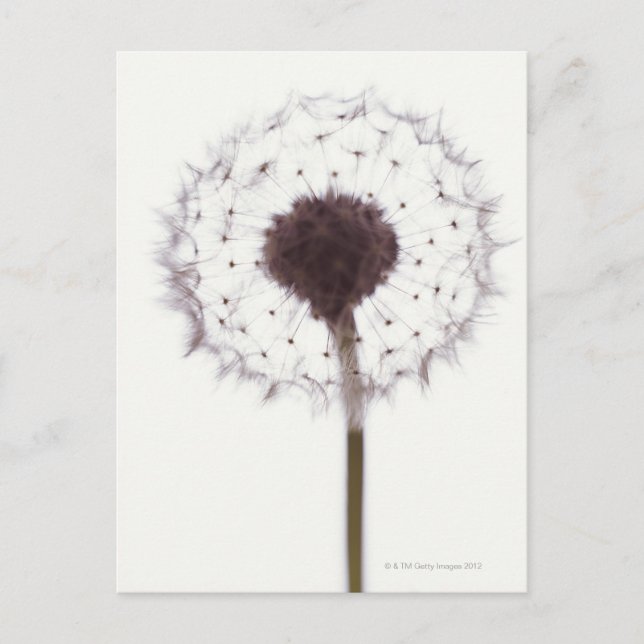 Dandelion Postcard (Front)